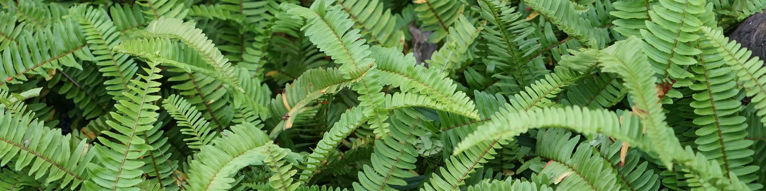 Close up of Boston fern leaves.