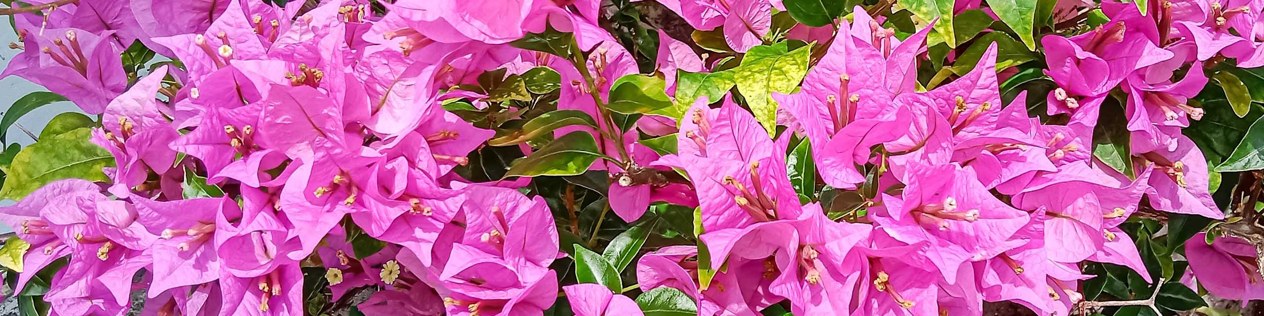 Close up of pink flowers of a Bougainvillea vine.