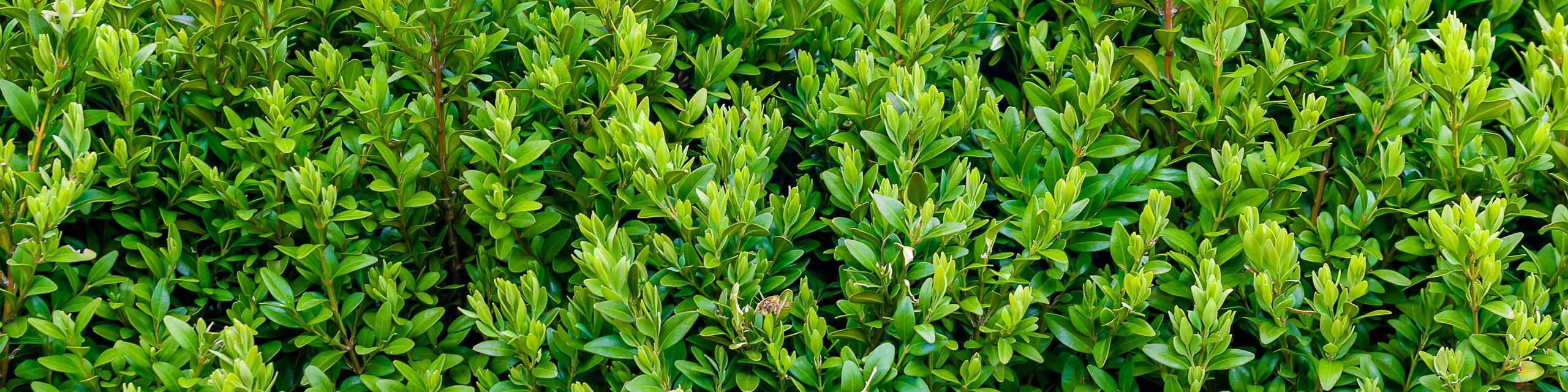 Close up of green boxwood leaves.