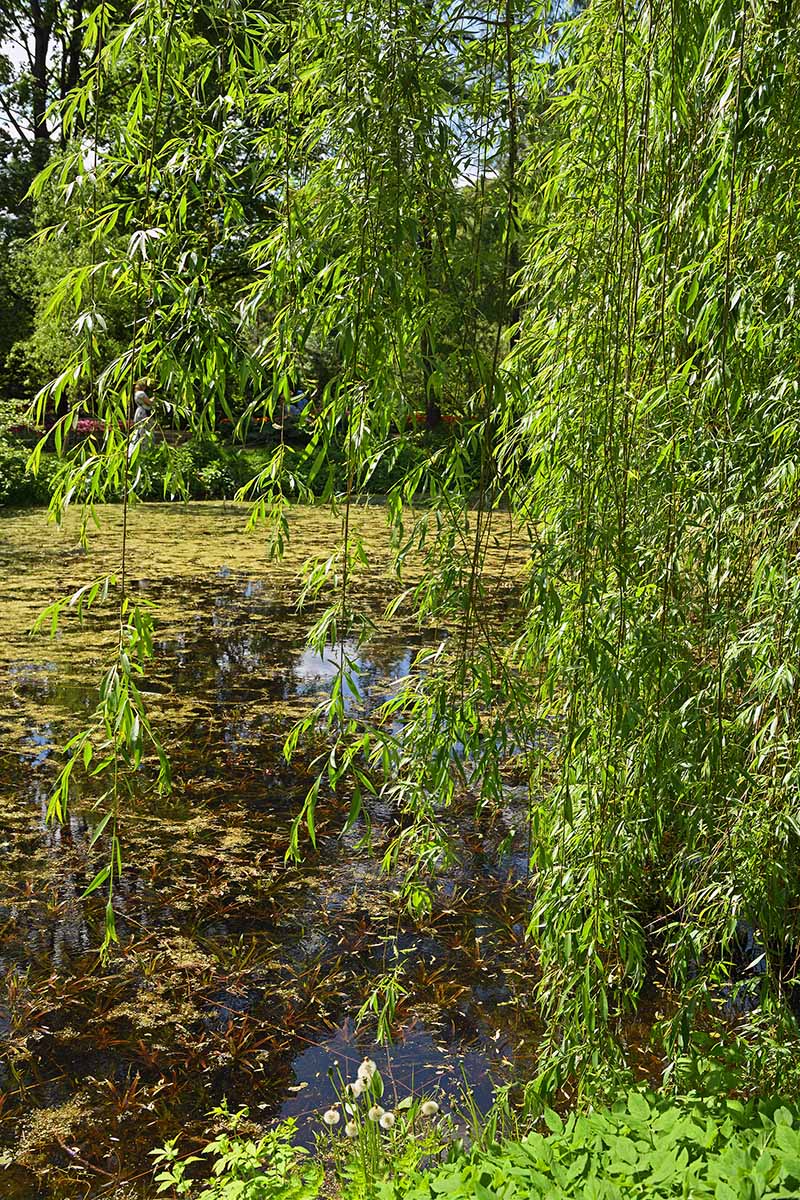 A close up vertical image of the pendulous branches of a Salix babylonica growing by the side of a swamp-like pond.