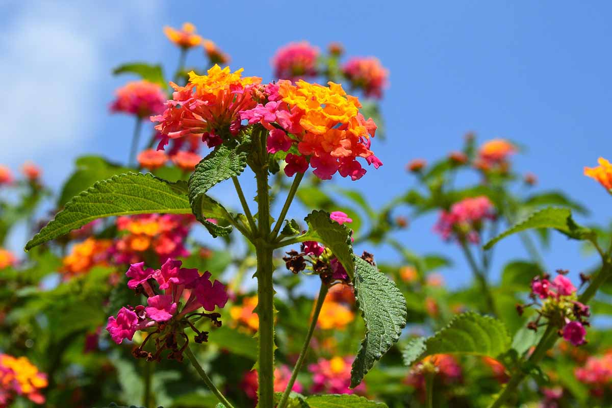 A close up horizontal image of lantana flowers pictured in bright sunshine on a blue sky background.