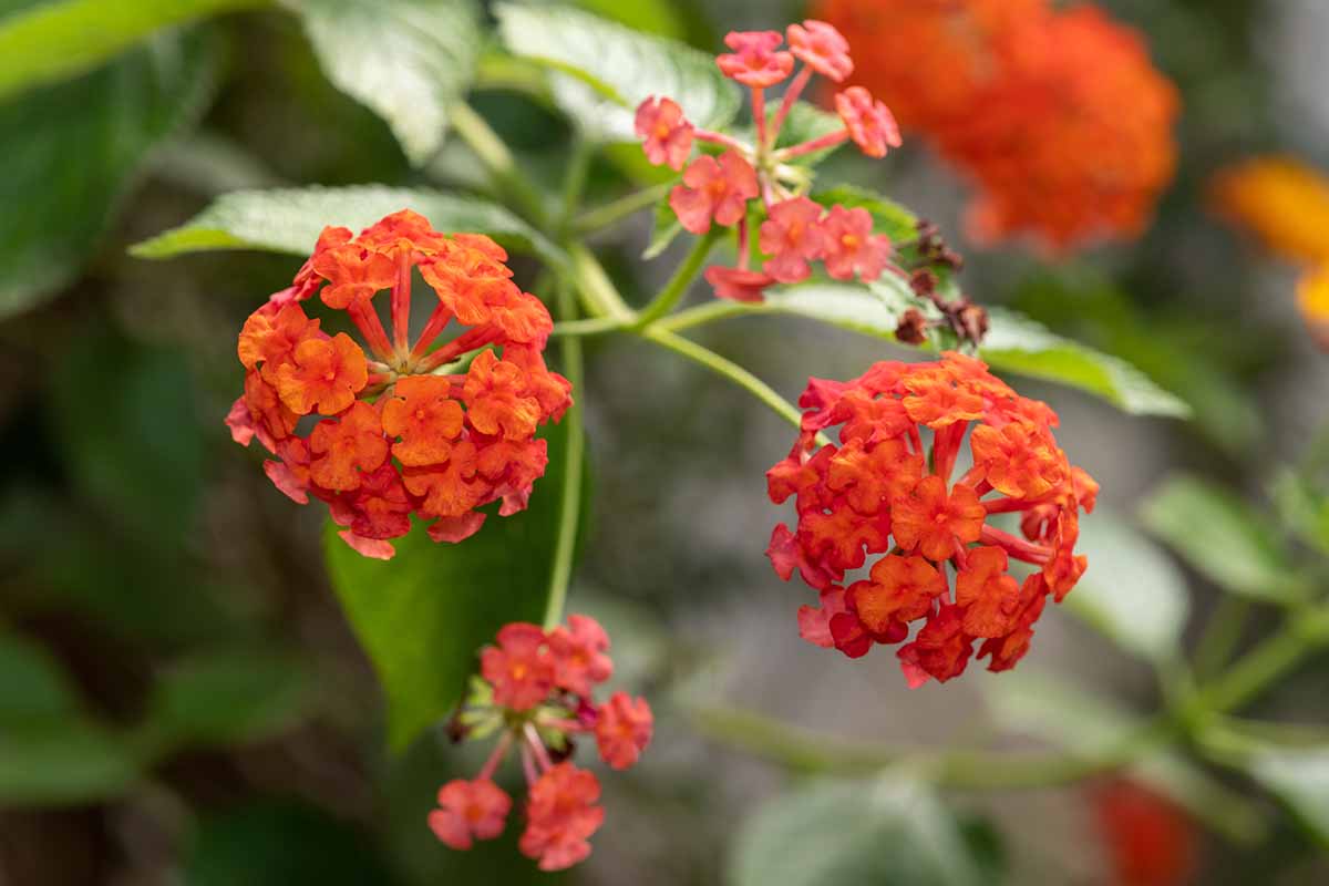 A close up horizontal image of red lantana flowers growing in the garden pictured on a soft focus background.