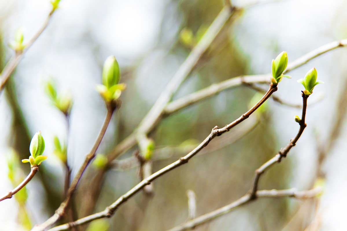 A close up horizontal image of new growth on the tips of bare branches in spring.