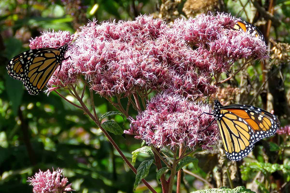 A close up horizontal image of Monarch butterflies foraging from pink boneset (Eupatorium) flowers pictured in bright sunshine on a soft focus background.