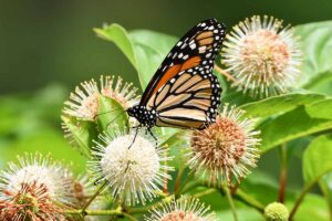 A close up horizontal image of a butterfly feeding from buttonbush (Cephalanthus occidentalis) flowers pictured on a soft focus background.