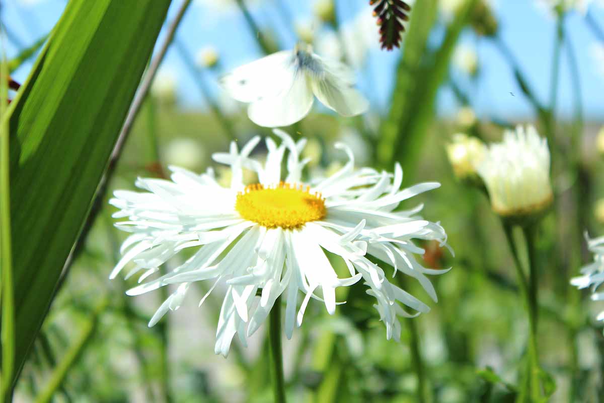 A close up horizontal image of a Shasta daisy flower growing in the garden pictured on a soft focus background.