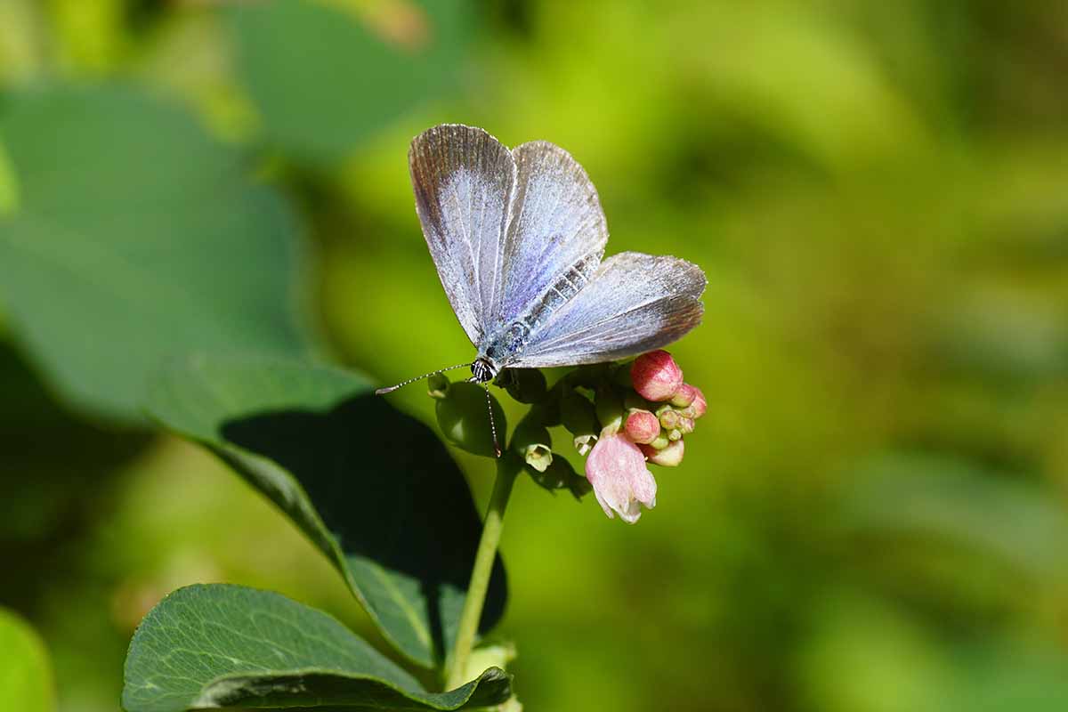 A close up horizontal image of a butterfly on a snowberry flower pictured on a soft focus background.