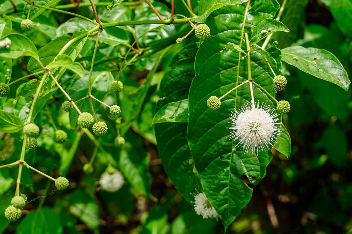 A close up horizontal image of buttonbush flowers, buds, and foliage pictured on a soft focus background.