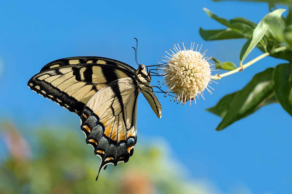 A close up horizontal image of a butterfly feeding from a Cephalanthus occidentalis flower pictured in bright sunshine on a blue sky background.