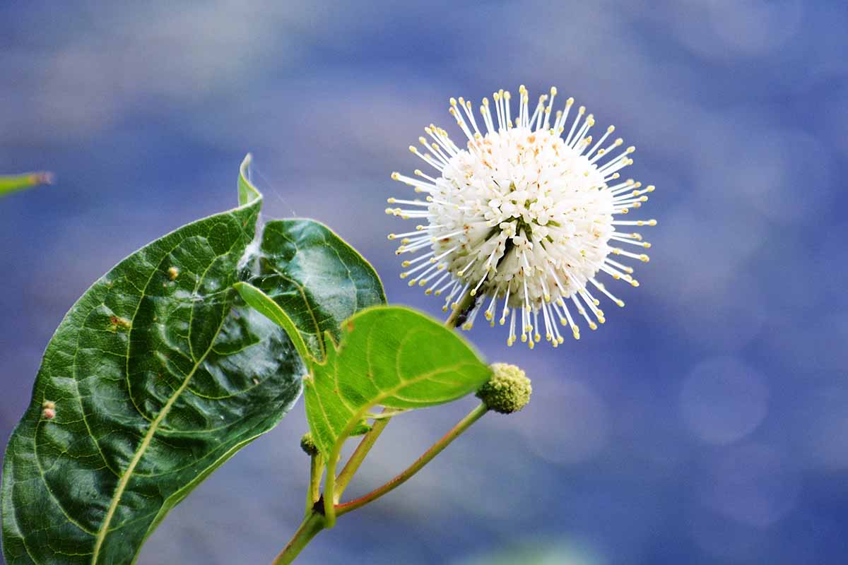 A close up horizontal image of a single buttonbush (Cephalanthus occidentalis) flower pictured on a light blue background.
