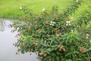 How to Grow and Care for Buttonbush | Gardener’s Path
