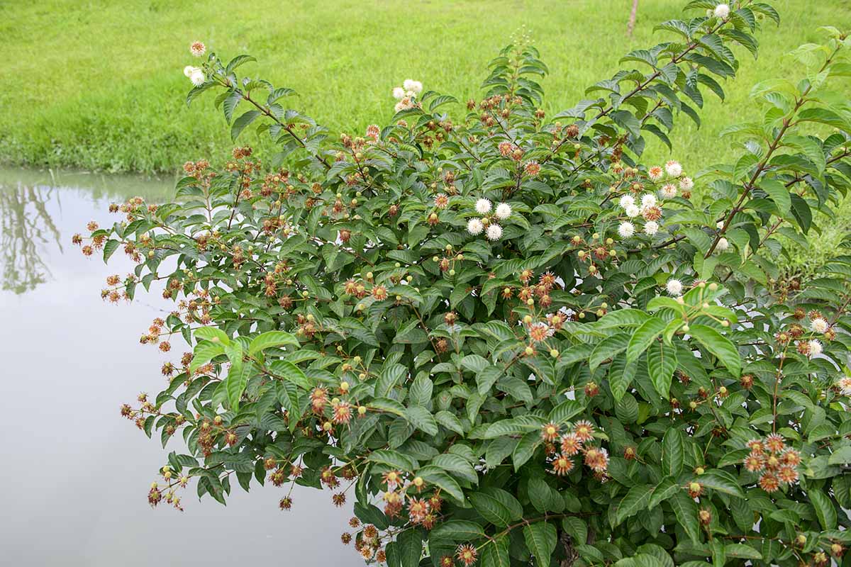 A horizontal image of a Cephalanthus occidentalis shrub growing by the side of a pond in the garden.