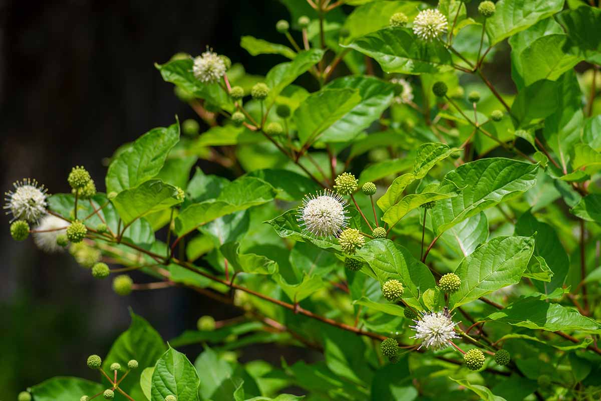 A close up horizontal image of the flowers and foliage of buttonbush growing in the garden pictured on a dark background.
