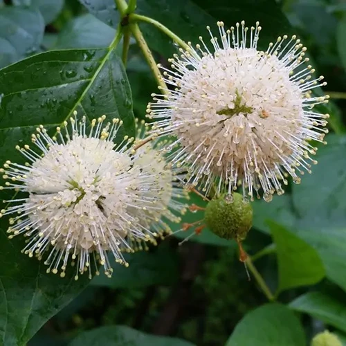 A close up square image of Cephalanthus occidentalis flowers pictured on a soft focus background.