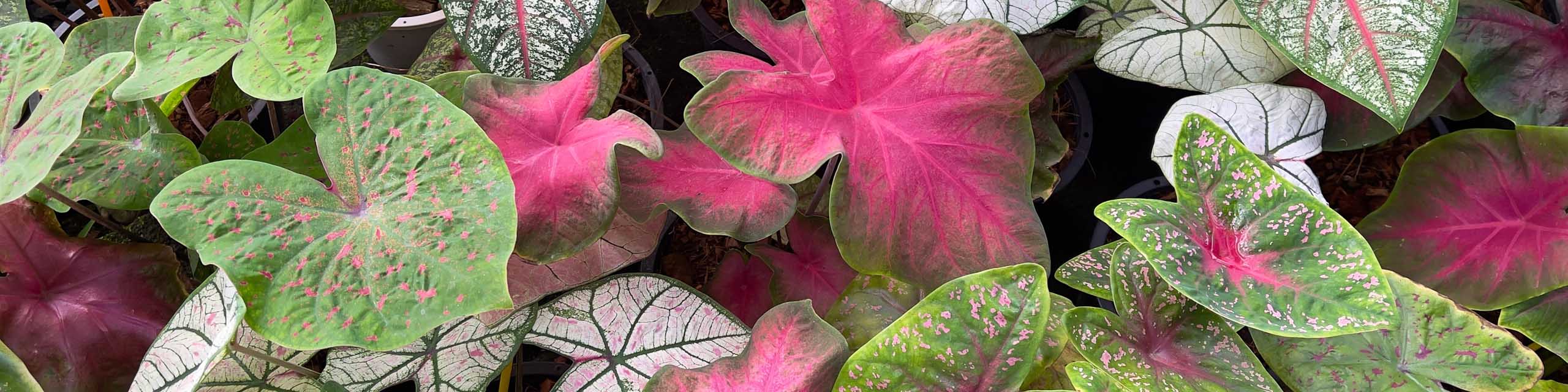 Top down view of colorful caladium plants.