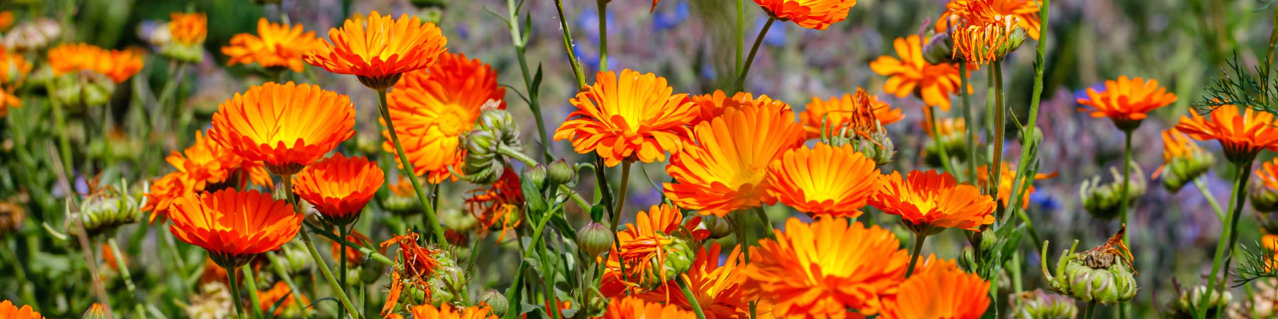 Orange and yellow calendula flowers in a cottage garden.