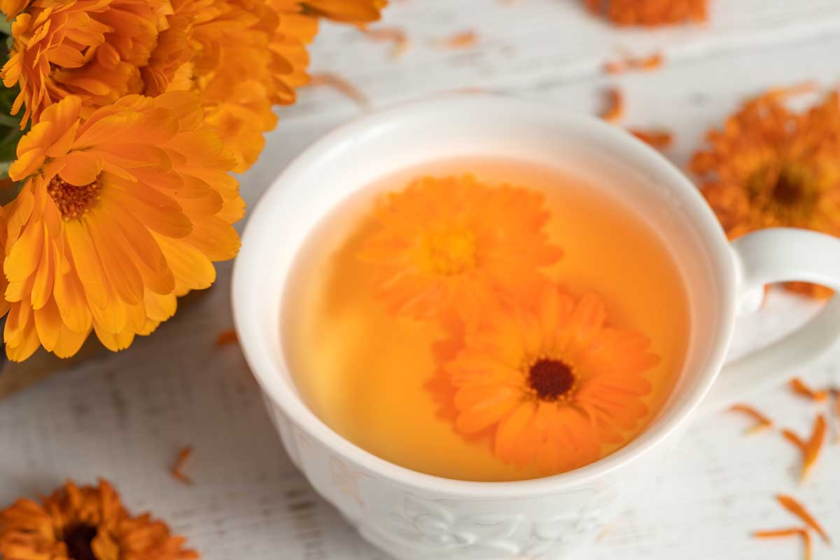 A close up horizontal image of a cup of calendula tea with flowers scattered around on a white wooden surface.
