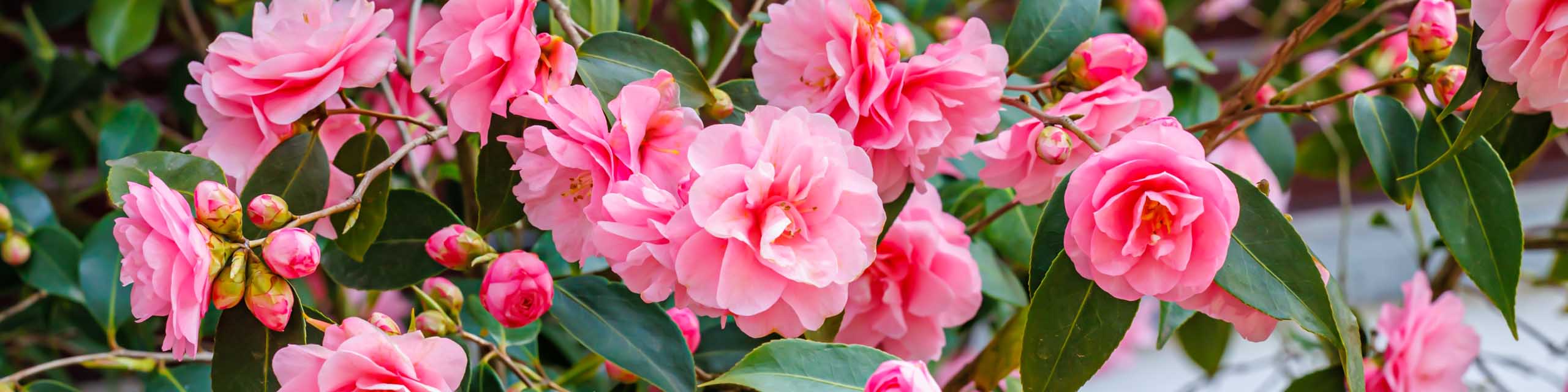 Pink camellia japonica flowers.