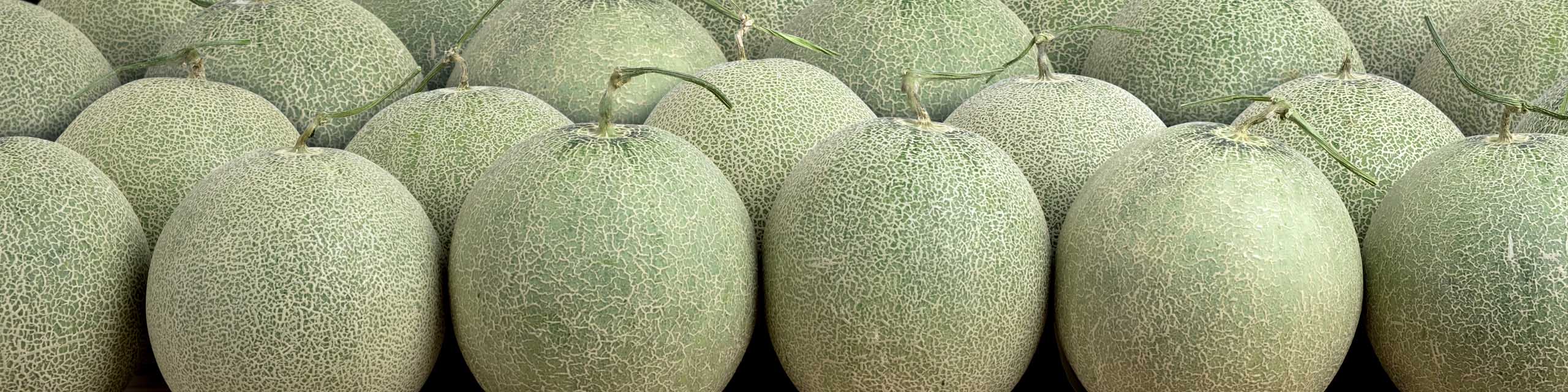 Rows of harvested cantaloupe fruit.