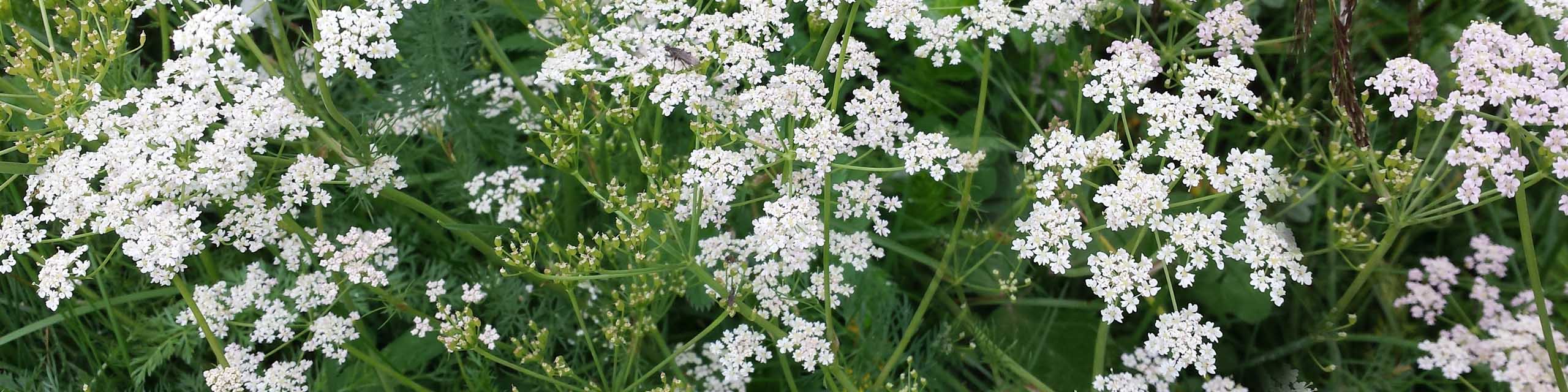 Caraway plants with with blooming flower clusters.
