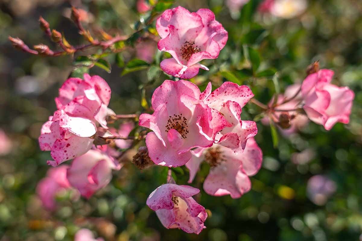 A close up horizontal image of light pink 'Carefree Delight' flowers pictured in light sunshine on a soft focus background.