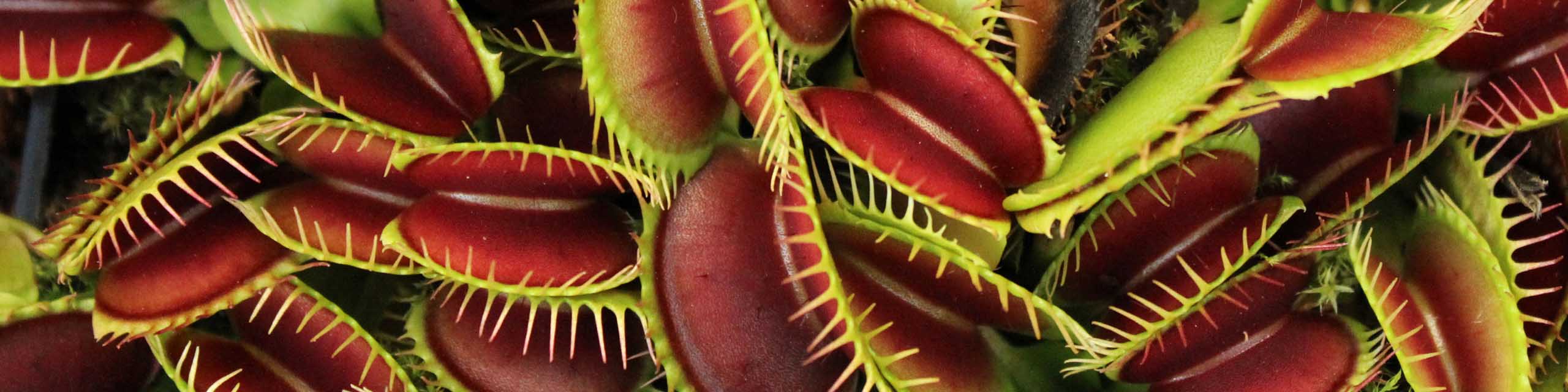 Top down view of a large cluster of venus fly traps.