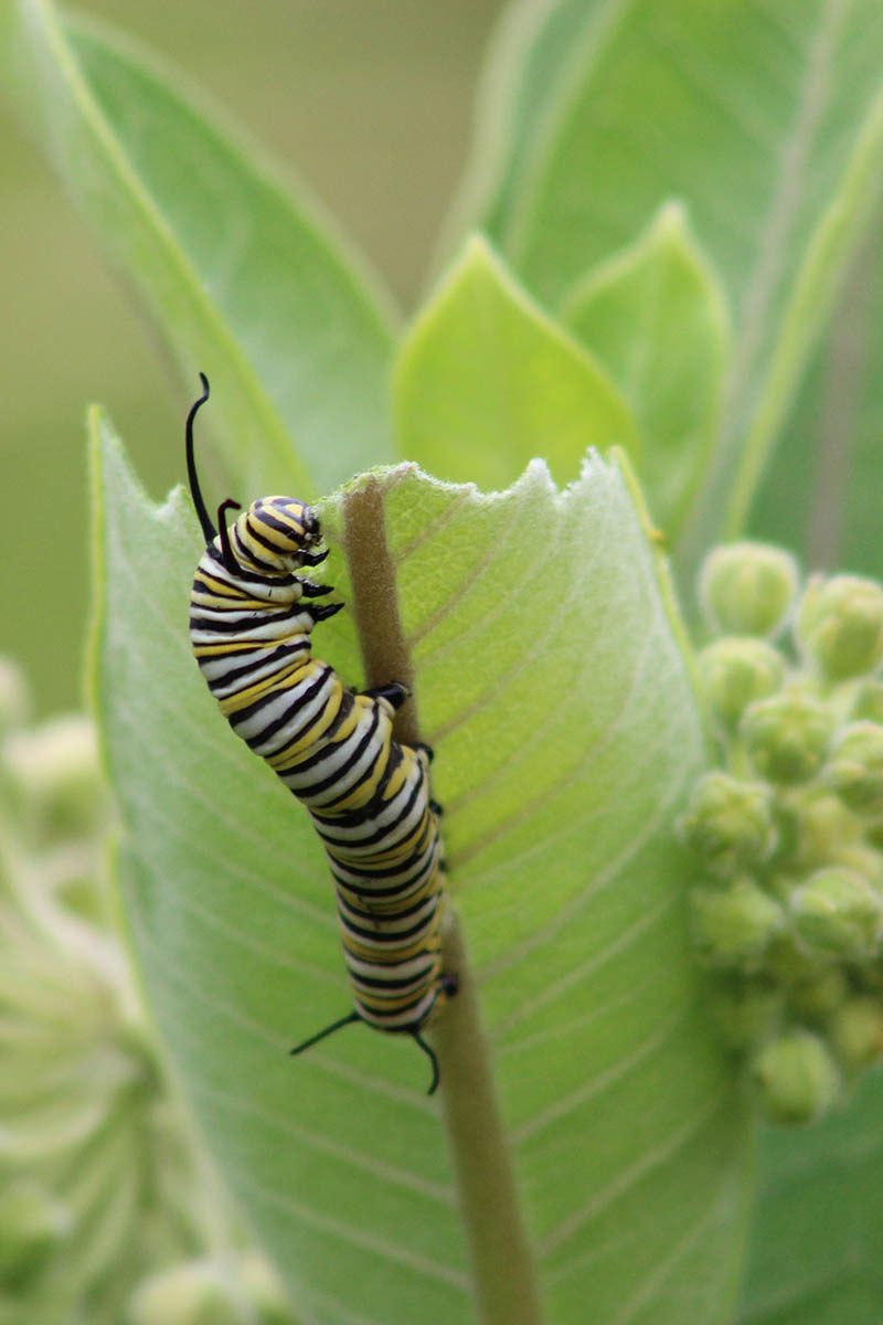 A close up vertical image of a Monarch caterpillar feeding on a Asclepias plant.