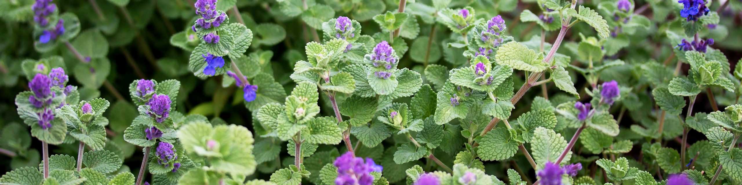 Nepeta racemosa, or raceme catnip, with purple flowers growing in a herb garden.