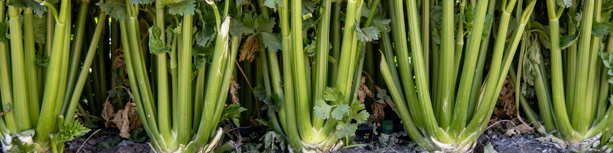 Celery plants in a row in a veggie garden.