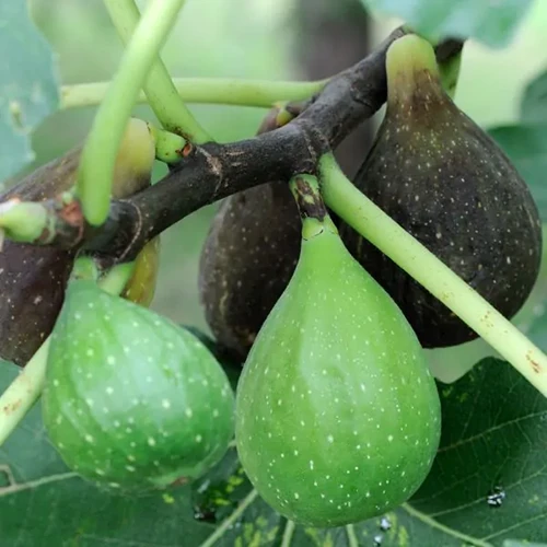 A square image of Celeste figs growing in the garden pictured on a soft focus background.