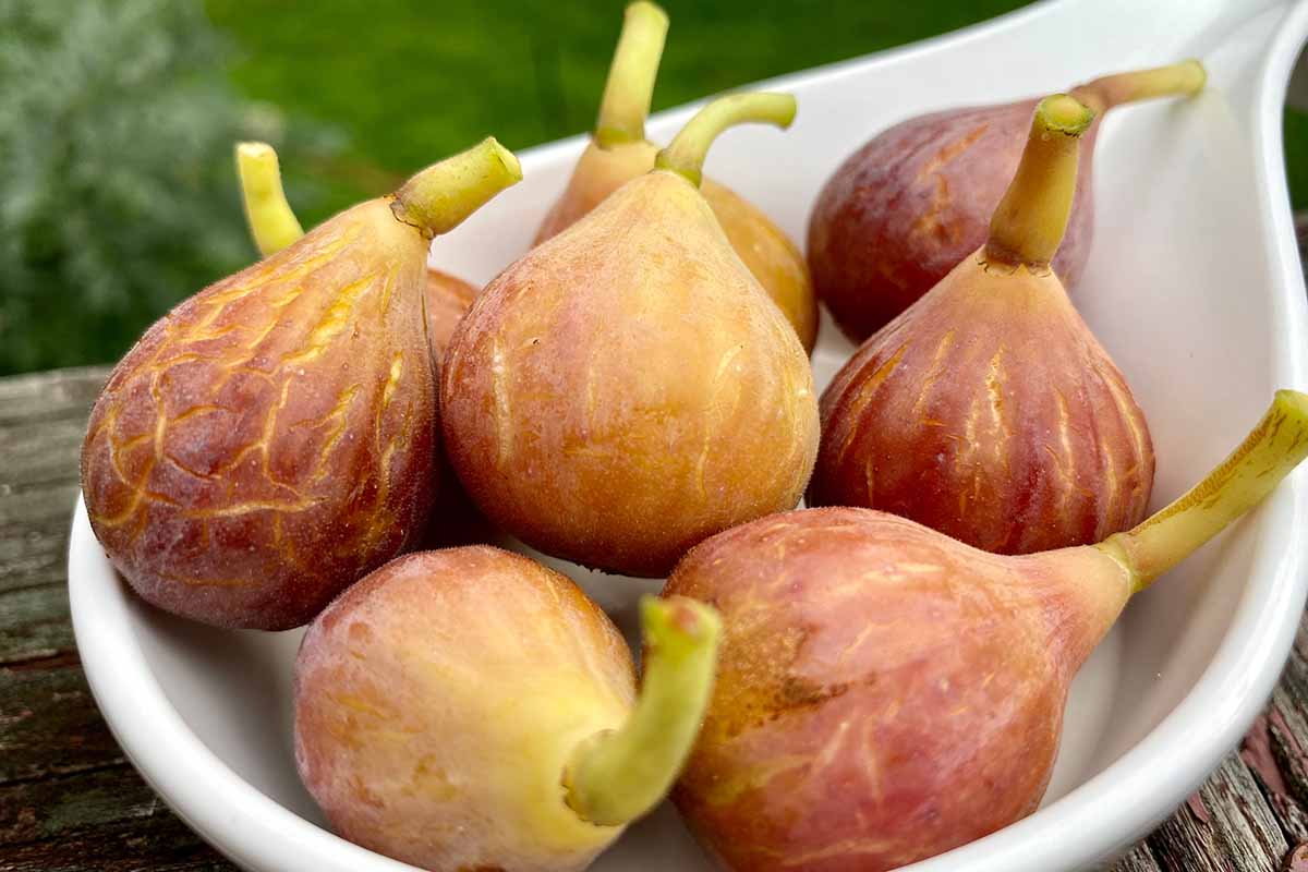 A close up horizontal image of a white bowl filled with freshly harvested Celeste figs.