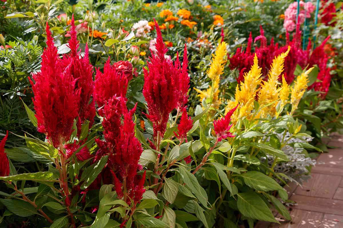 A close up horizontal image of colorful celosia growing in a mixed garden border.
