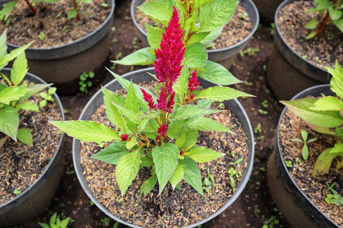 A close up horizontal image of red celosia growing in a small pot at a garden nursery.