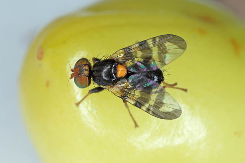 A close up horizontal image of a cherry fruit fly on a yellow surface.