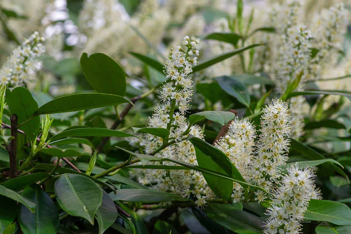 A horizontal close-up image of white cherry laurel flowers.