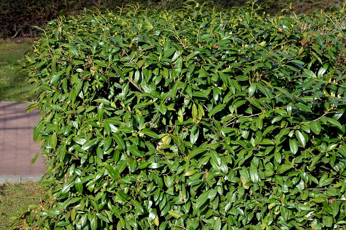 A horizontal image of an outdoor cherry laurel that was pruned into a hedge shape.