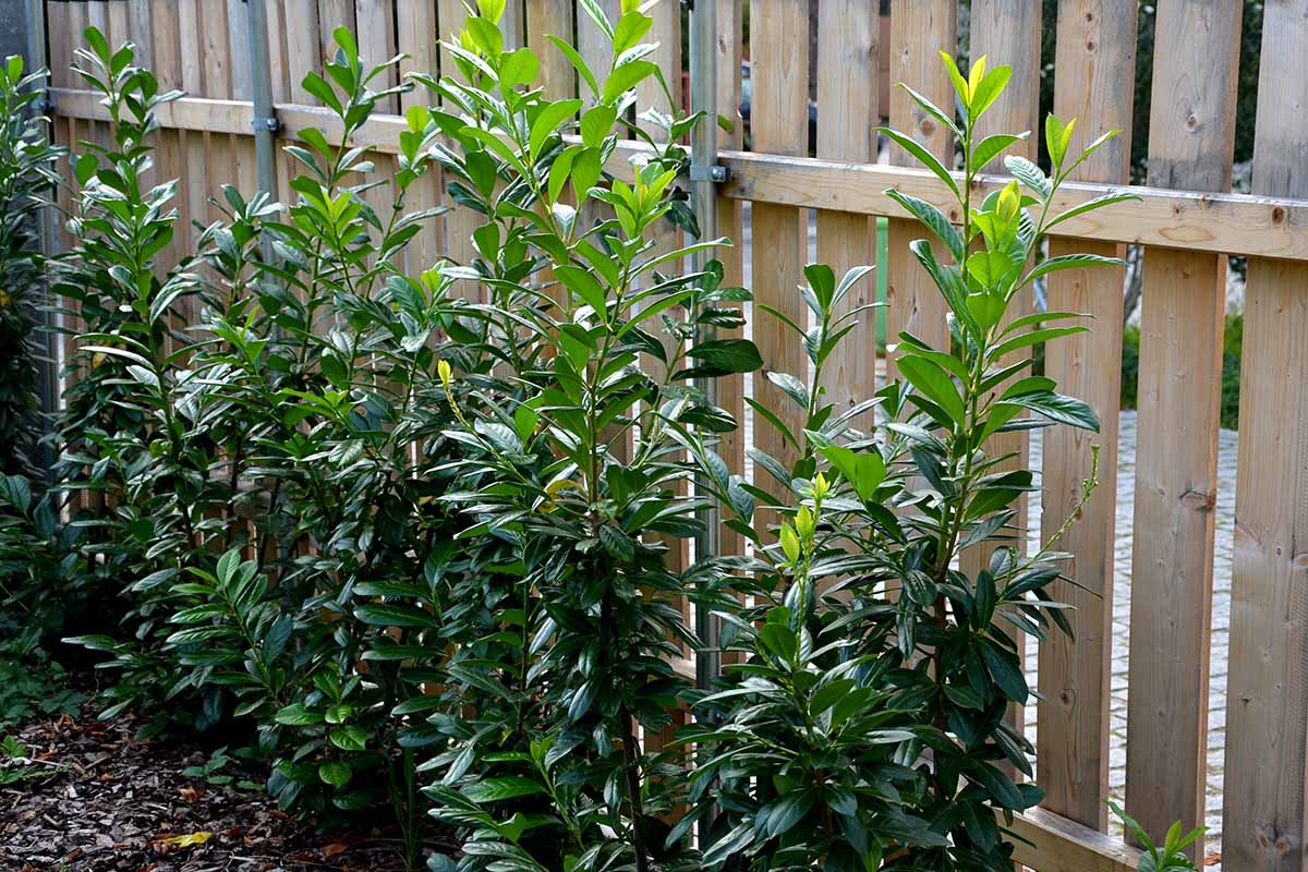 A horizontal image of a row of upright, slender cherry laurels growing in front of a fence outdoors.
