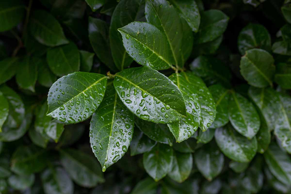 A horizontal image of wet cherry laurel leaves growing outdoors.