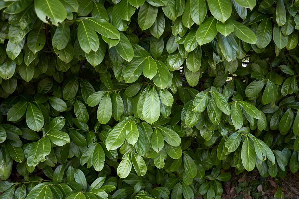 A horizontal image of cherry laurel leaves growing outdoors.