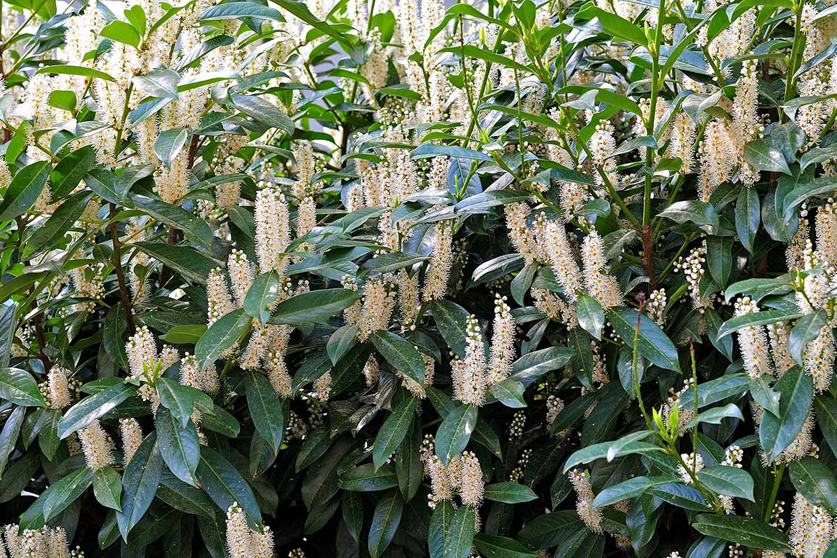 A horizontal image of an outdoor cherry laurel shrub in full bloom.