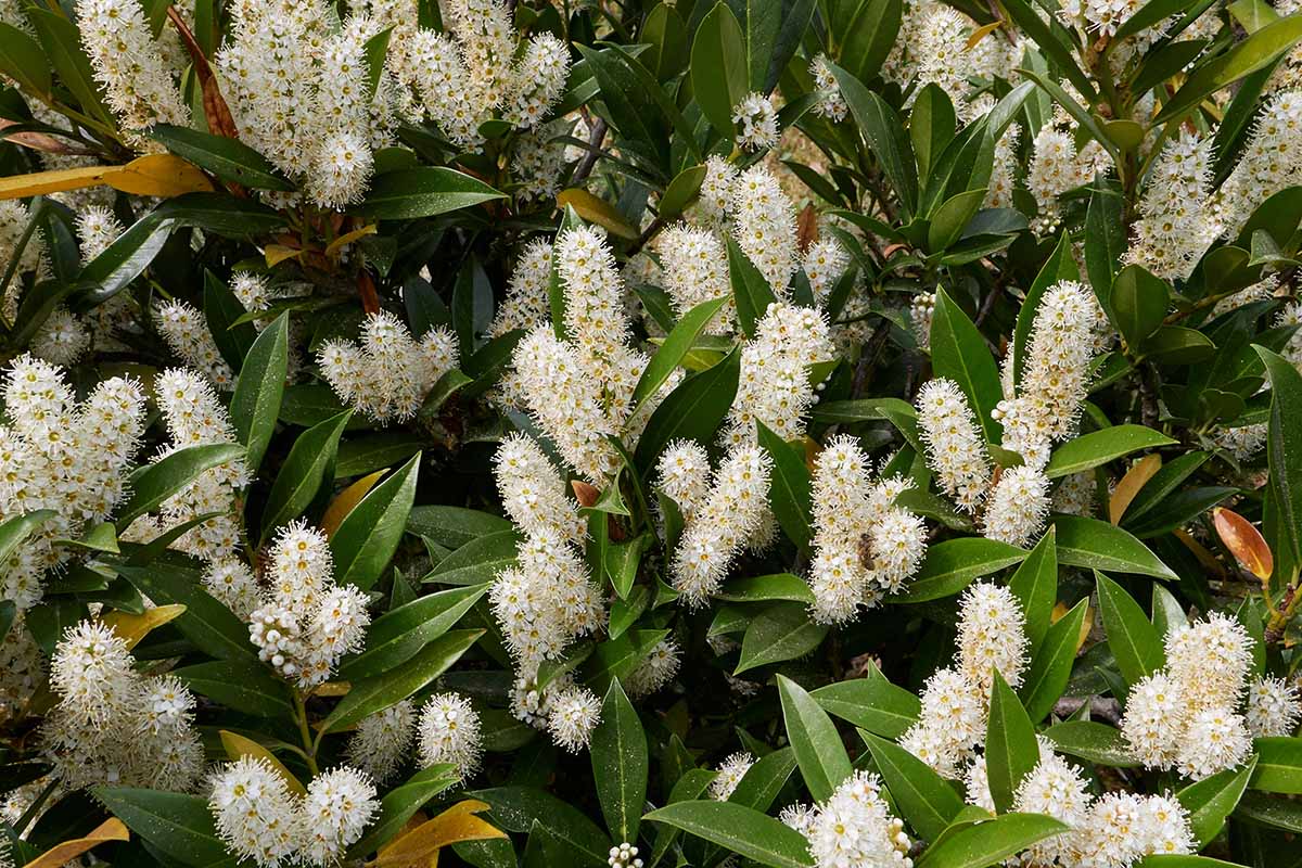 A horizontal image of blooming cherry laurel outdoors.