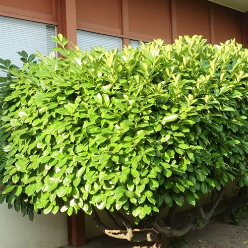 An image of an outdoor shrub growing in full sun.