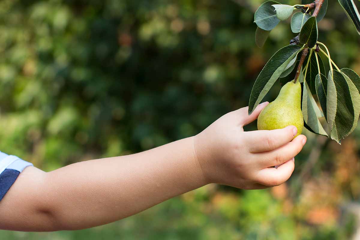 A close up horizontal image of a child's hand from the left of the frame harvesting a pear.