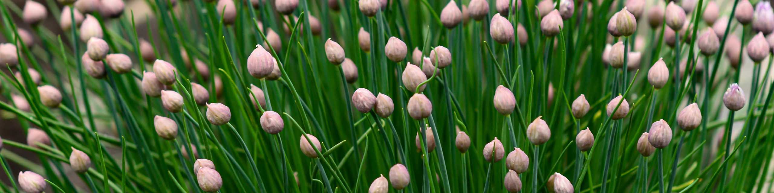 Leaves and seed buds of chives growing in a herb garden.