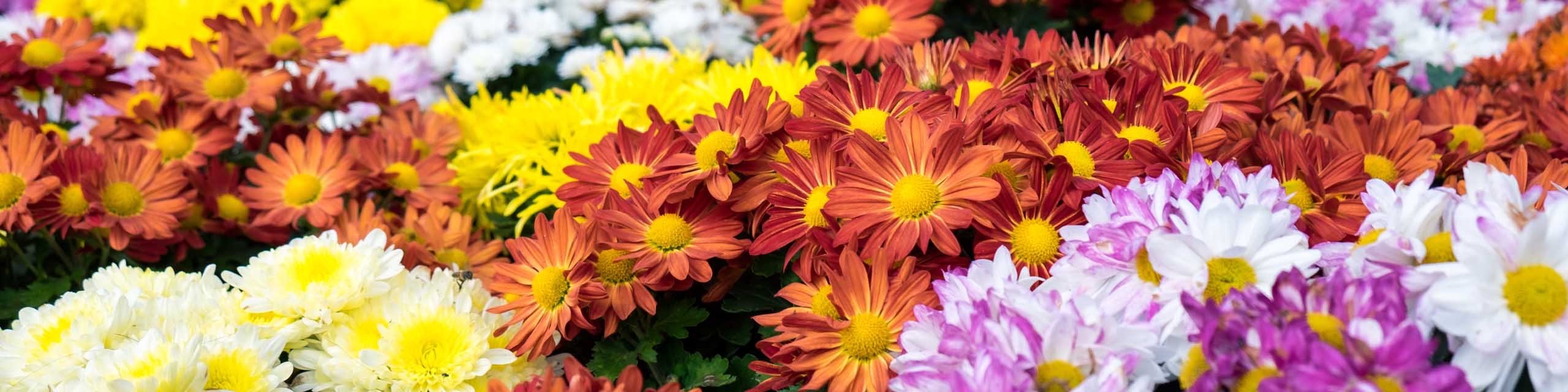 Different colors of chrysanthemums a mass planting.