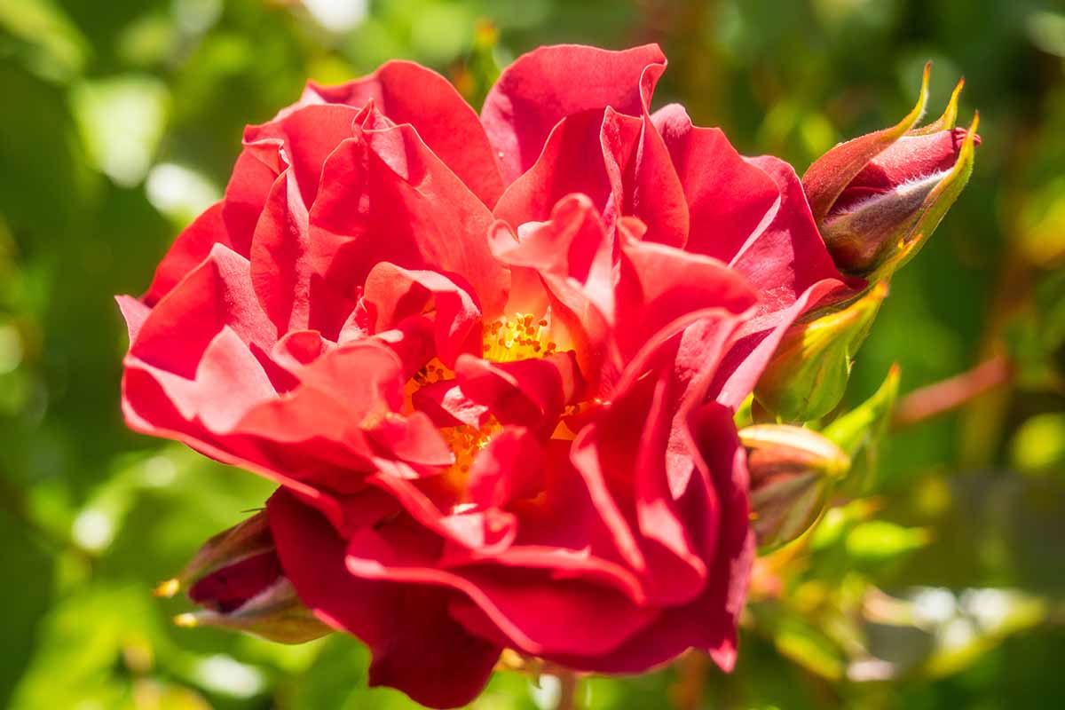 A close up horizontal image of a red 'Cinco de Mayo' flower, pictured in bright sunshine on a soft focus background.