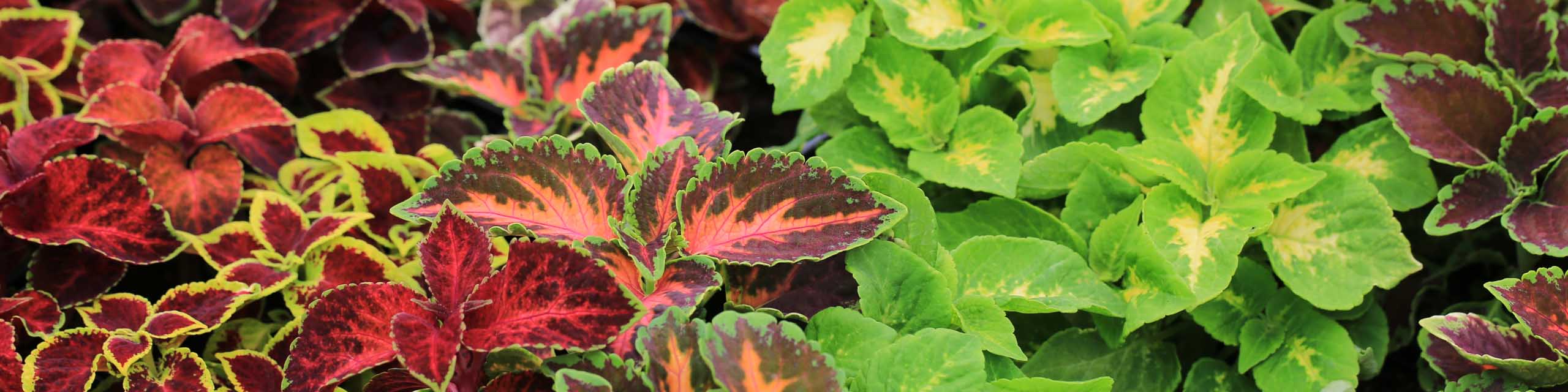 Different types and colors of coleus plants growing in a garden.