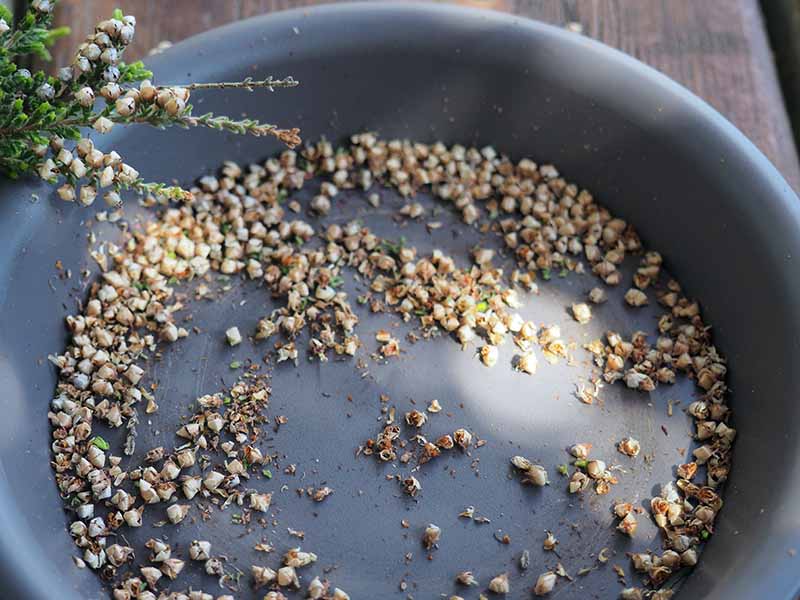 A close up horizontal image of a dark gray bowl with seeds collected from a heather plant set on a wooden surface.