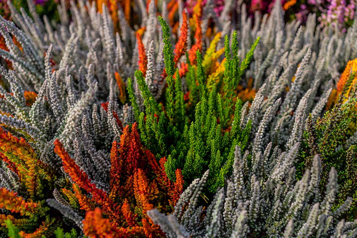 A close up horizontal image of different colored heather plants growing in pots.