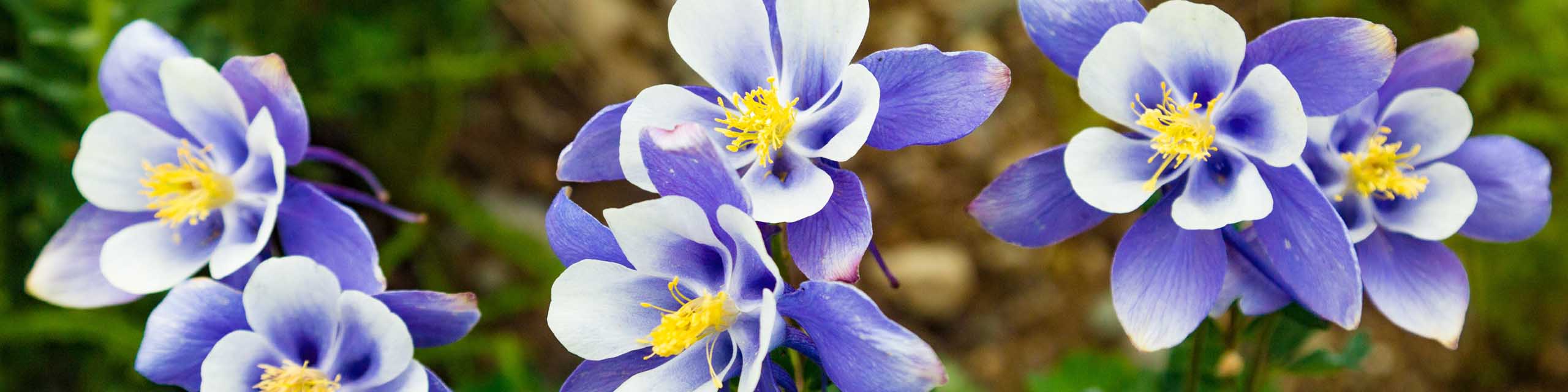 A row of blue and white columbine flowers.